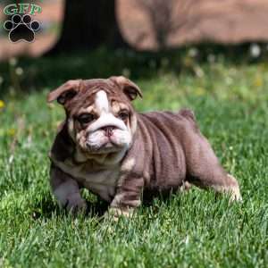 Marina Mocha, English Bulldog Puppy